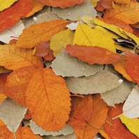 zart natural autumn leaves pack 90