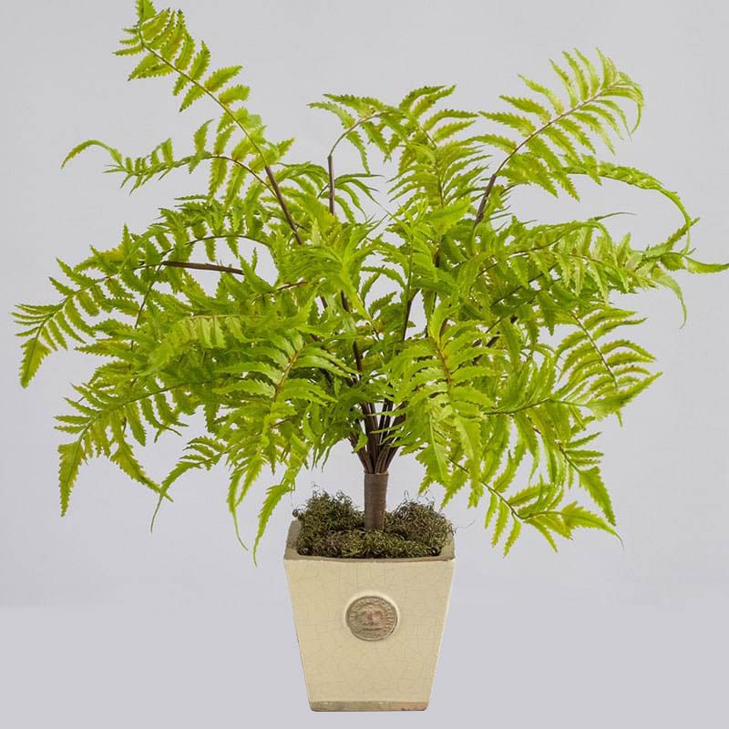 Image for PLANT IMAGE FOREST FERN SMALL 540 X 380MM GREEN from Ross Office Supplies Office Products Depot
